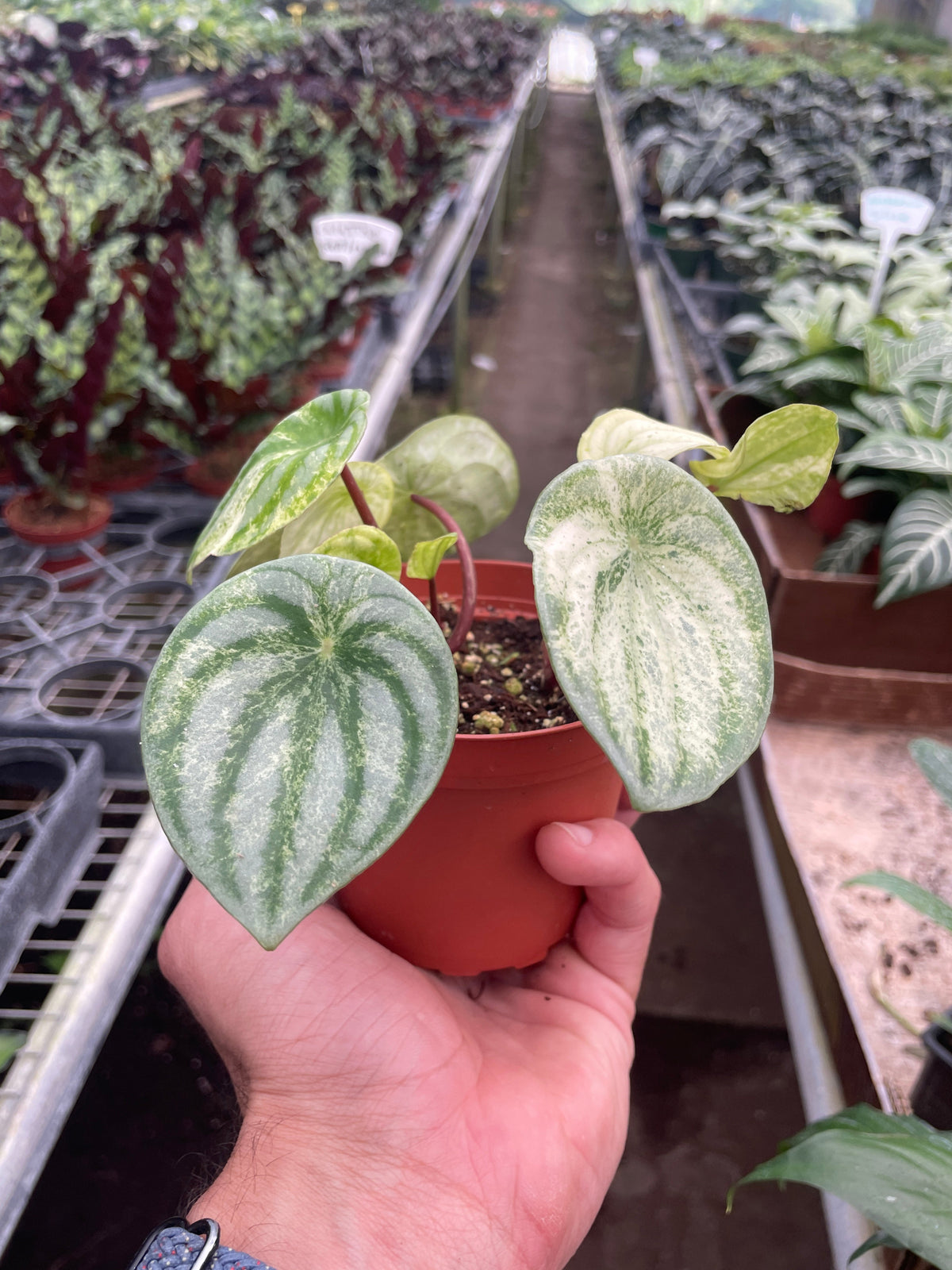 Peperomia Argyreia Watermelon Variegated