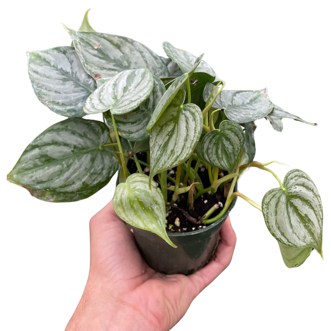 Philodendron Brandtianum Silver Leaf