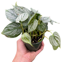 Philodendron Brandtianum Silver Leaf