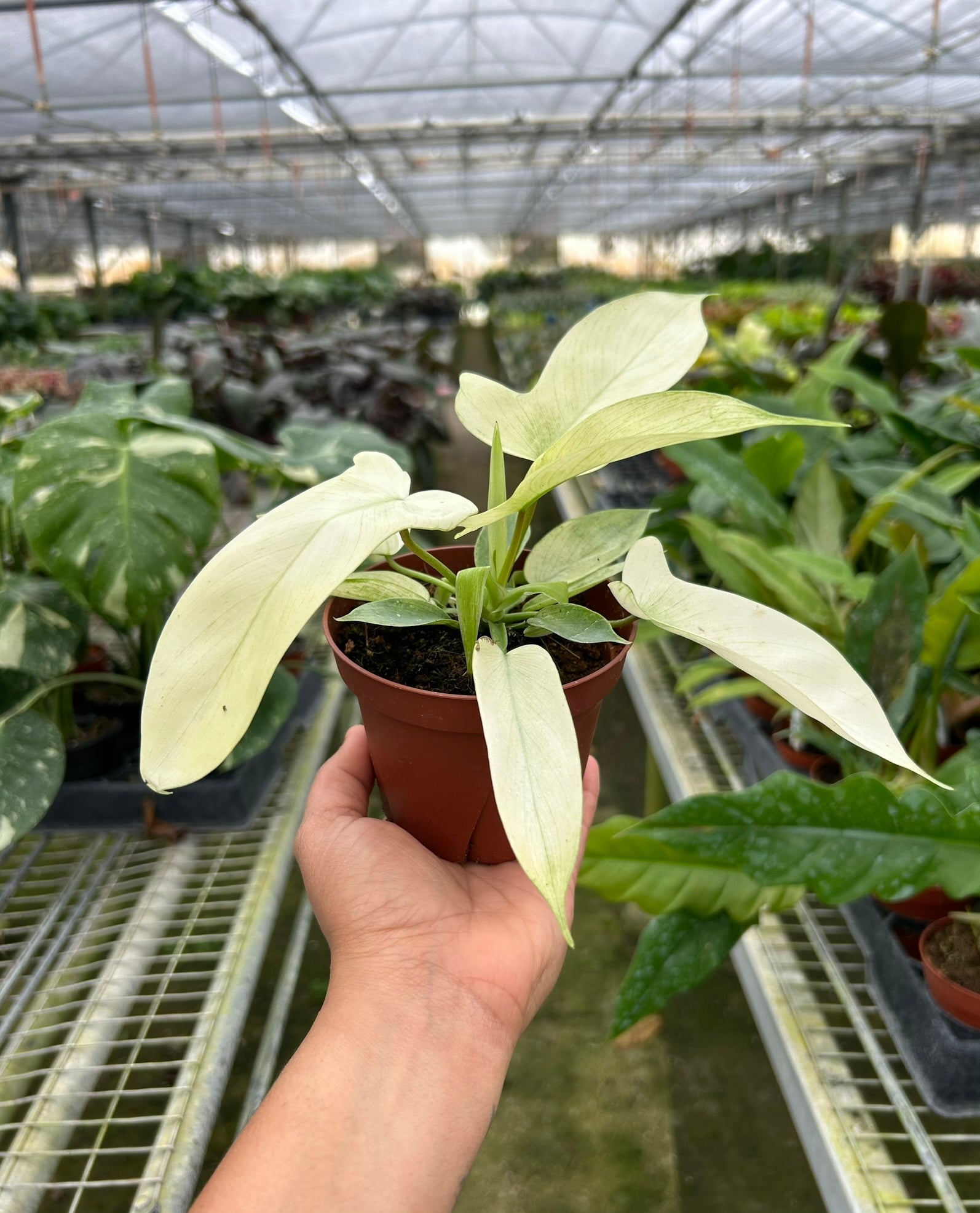 Philodendron Pedatum 'Florida Ghost'