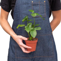 Thaumatophyllum Spruceanum (Philodendron Goeldii)