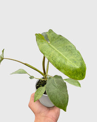 Philodendron ‘Paraiso Verde’ Marina Ruy Barbosa