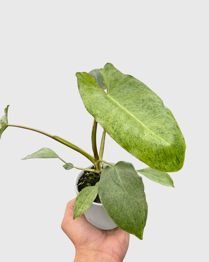 Philodendron ‘Paraiso Verde’ Marina Ruy Barbosa