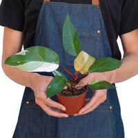 Philodendron Pink Princess