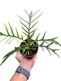 Philodendron 'Tortum'
