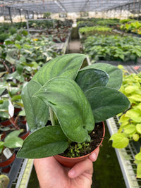Scindapsus Jade Satin "Green Form"