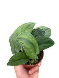 satin pothos buy online Live Scindapsus Jade Satin "Green Form"