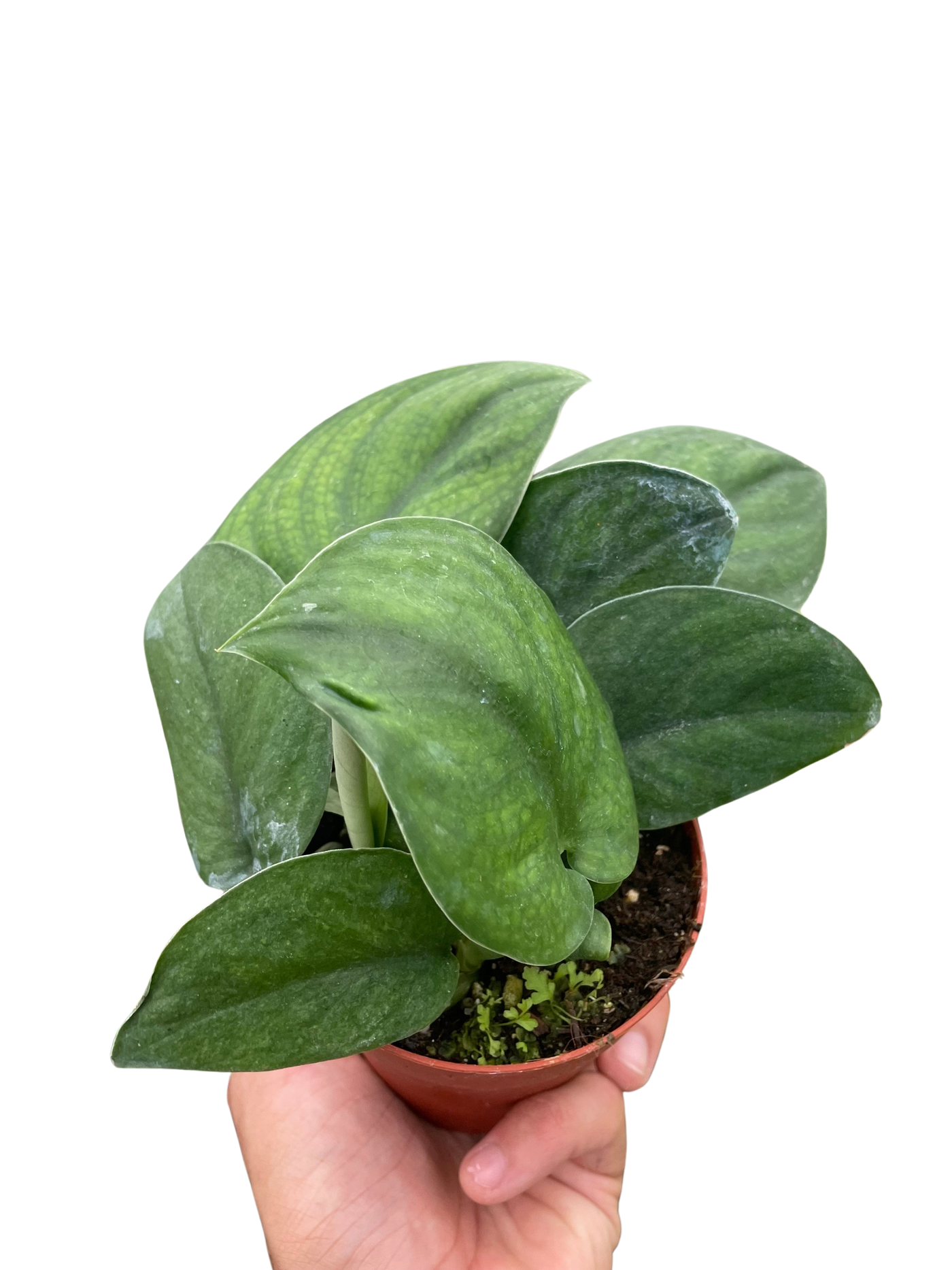 Scindapsus Jade Satin "Green Form"