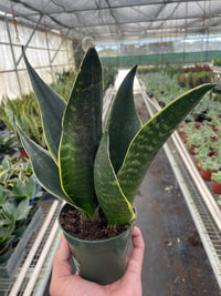 Sansevieria Trifasciata 'Fabi' Snake Plant