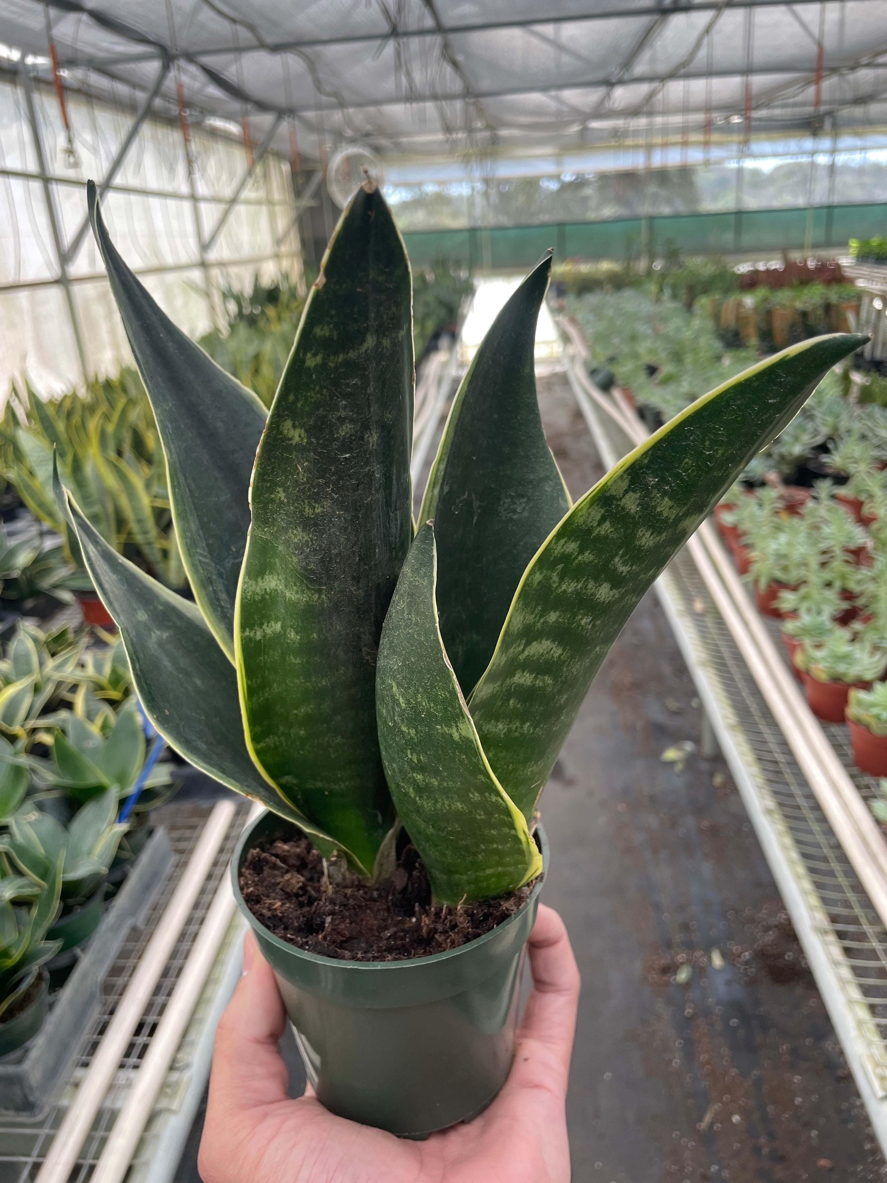 Sansevieria Trifasciata 'Fabi' Snake Plant