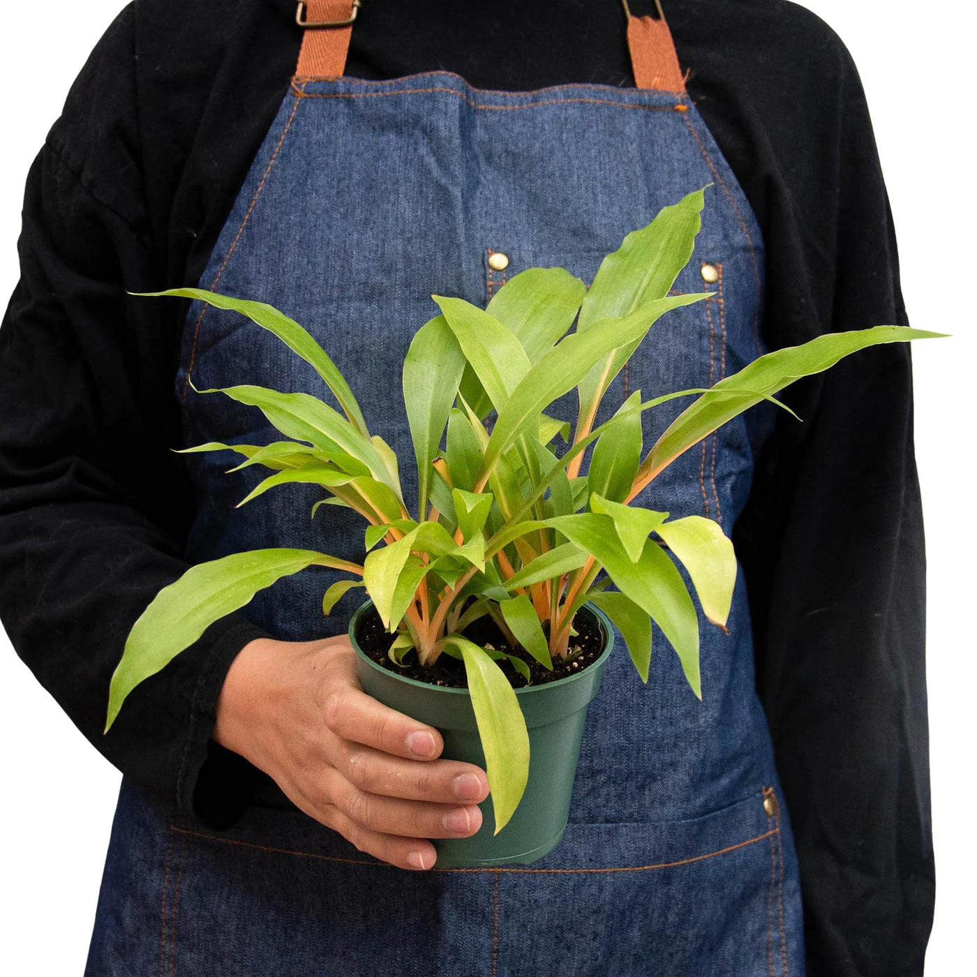 Chlorophytum 'Fire Flash' Green Orange Spider Plant
