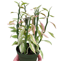 Variegated Devil's Backbone Euphorbia