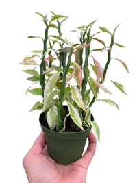 Variegated Devil's Backbone Euphorbia