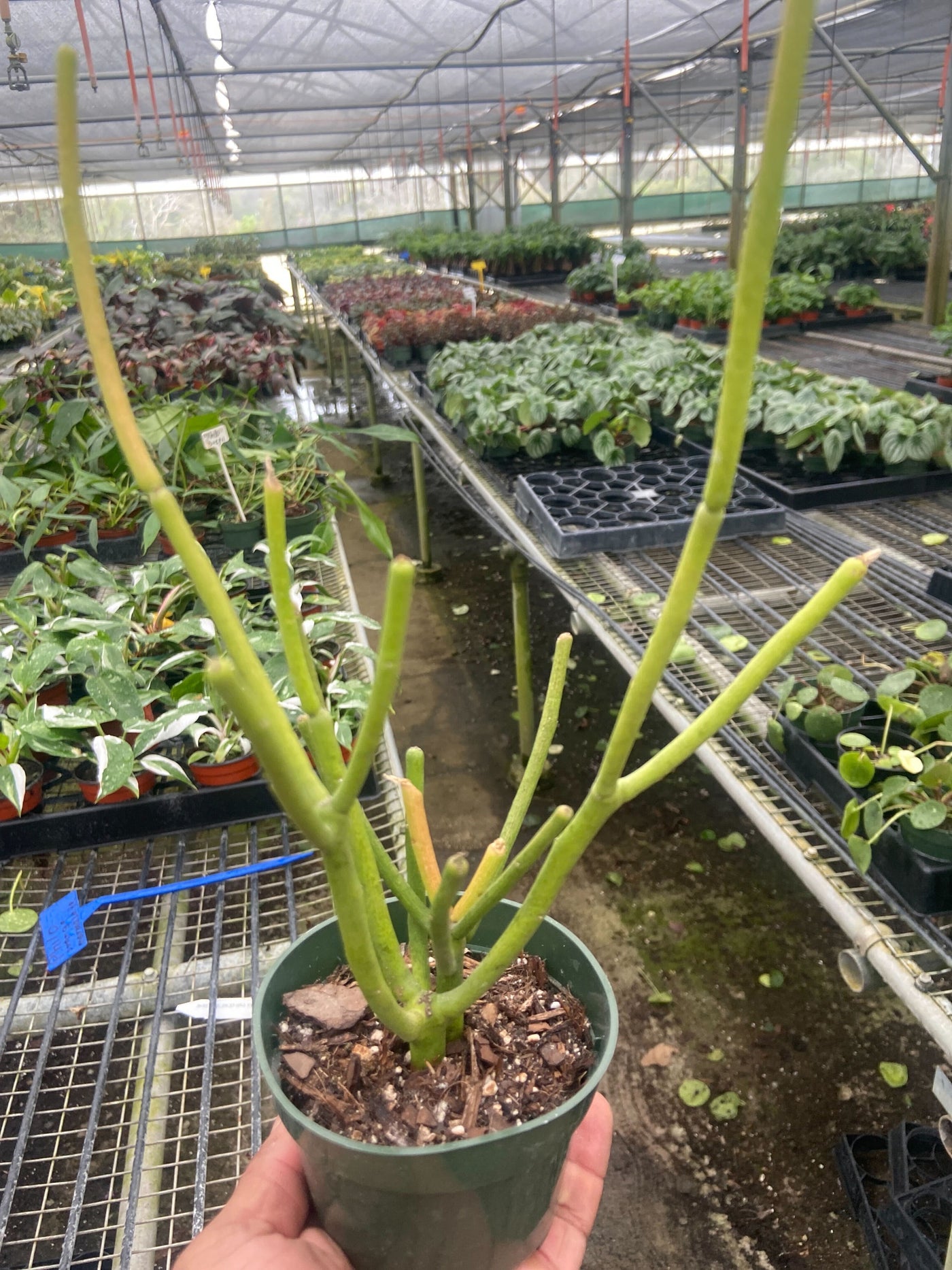 firestick plant succulent Live Firestick Pencil Cactus