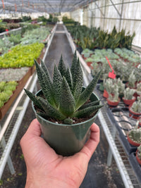 Gasteria Durban Succulent
