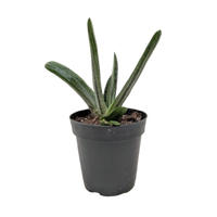 Succulent Gasteria Little Warty