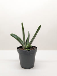 Succulent Gasteria Little Warty