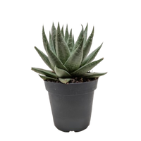 Succulent Haworthia Savanna
