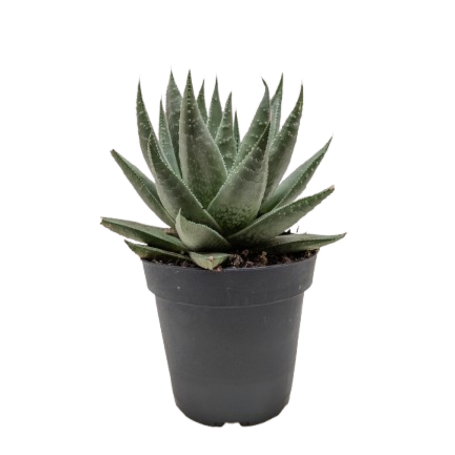 Succulent Haworthia Savanna