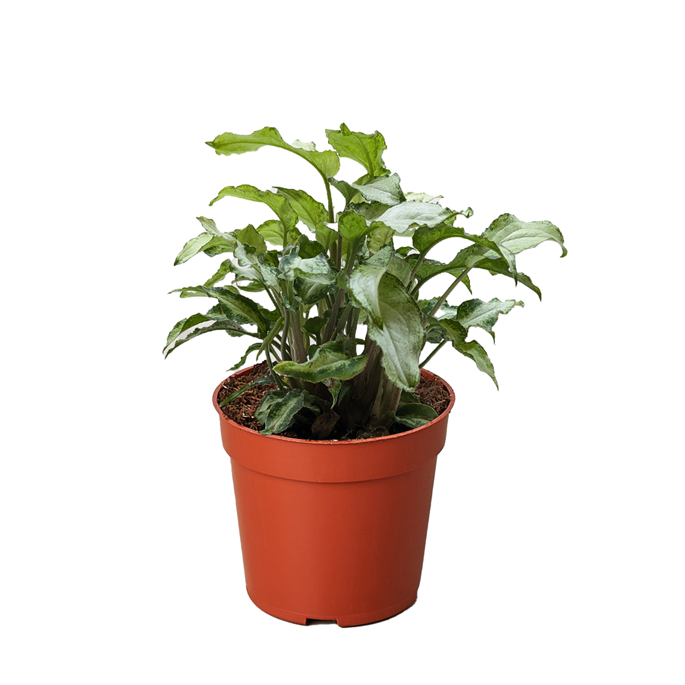 Syngonium 'Three Kings'