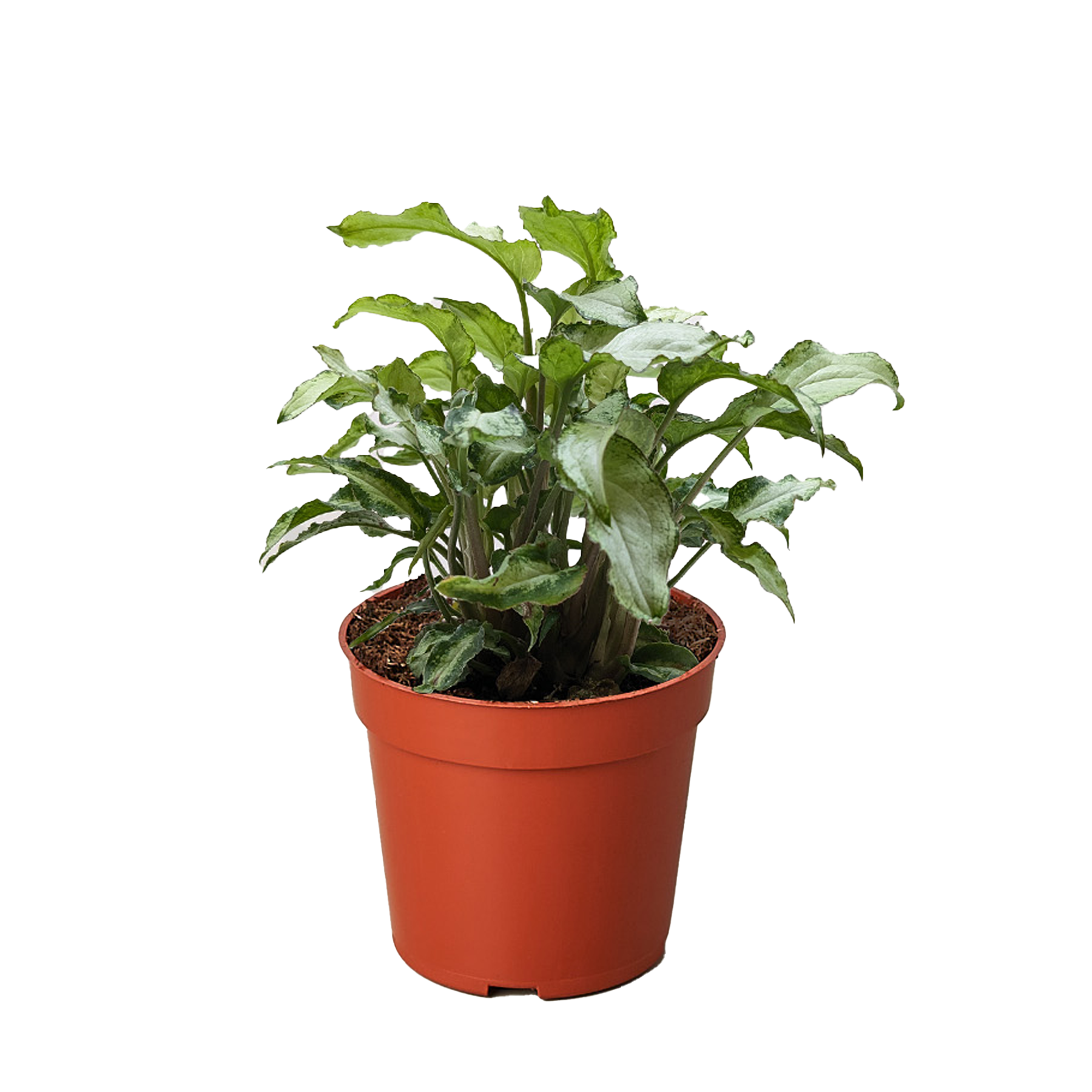 Syngonium 'Three Kings'