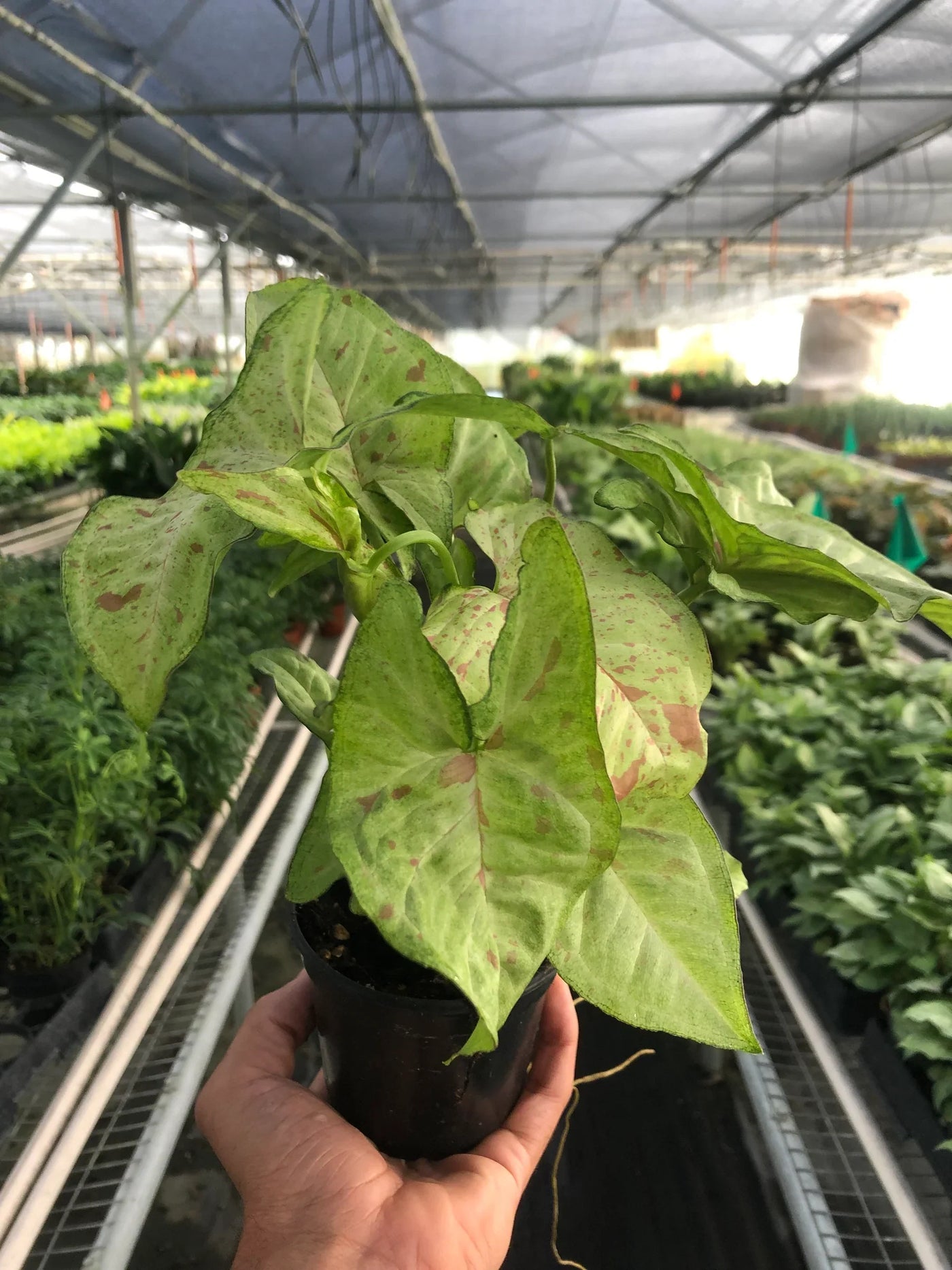 Syngonium Podophyllum 'Confetti' Pink Dots