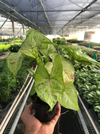 Syngonium Podophyllum 'Confetti' Pink Dots