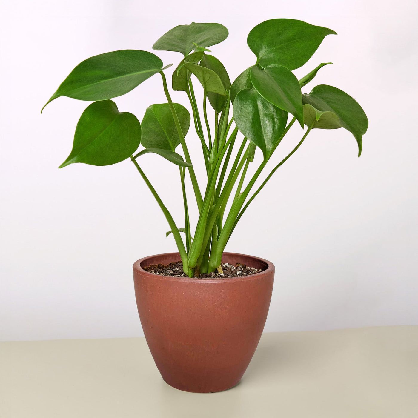Monstera Deliciosa 'Split-Leaf'