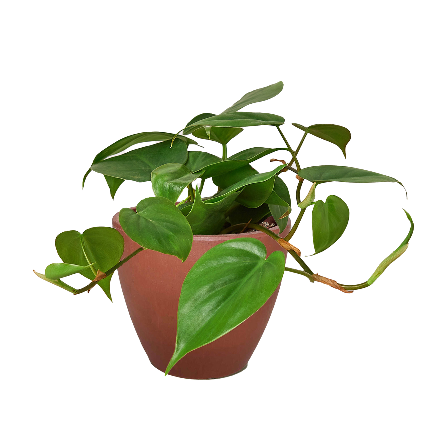 Philodendron Cordatum Heartleaf