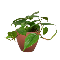 Philodendron Cordatum Heartleaf