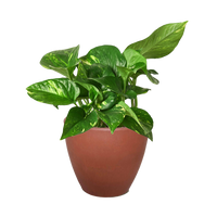 Pothos 'Golden'