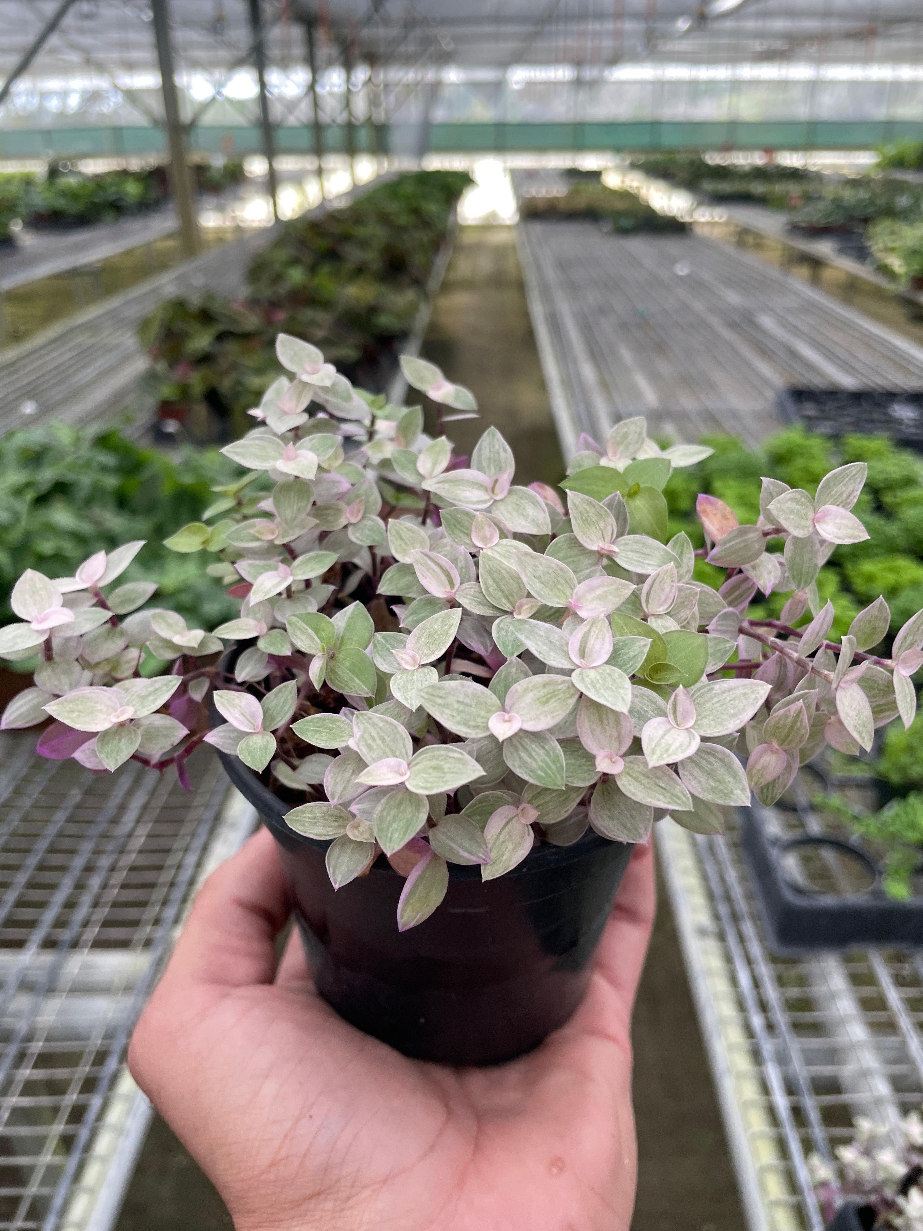 Callisia Repens Rosato 'Pink Panther'