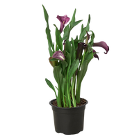 Cally Lily Flowers