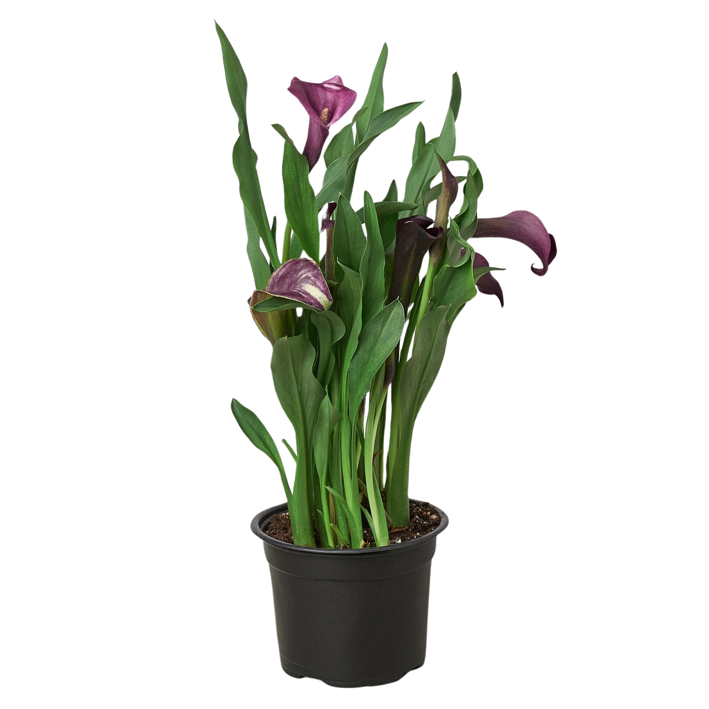 Cally Lily Flowers