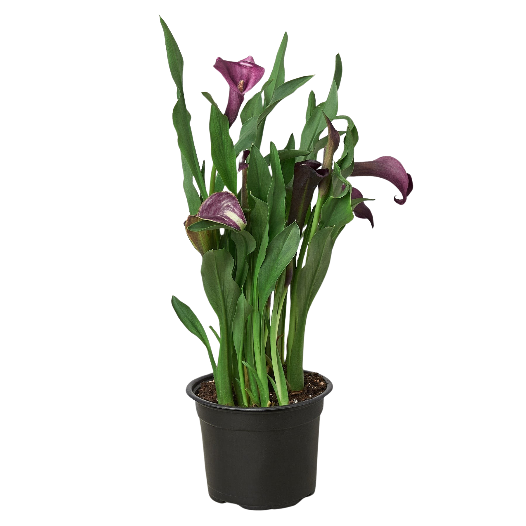 Cally Lily Flowers