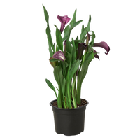 Cally Lily Flowers