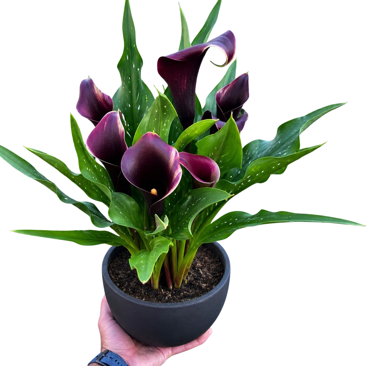 Calla Lily
