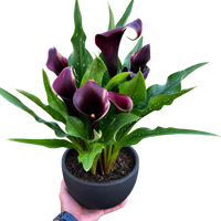 Calla Lily