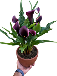 Calla Lily