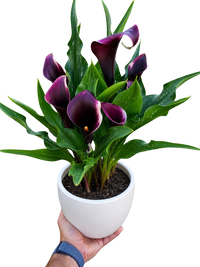Calla Lily