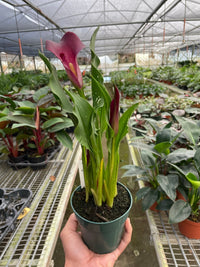 Cally Lily Flowers