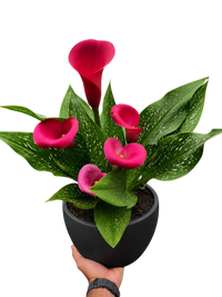 Calla Lily