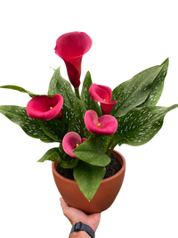 Calla Lily