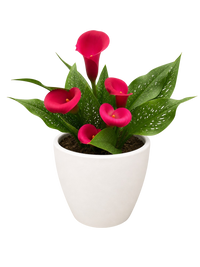 Calla Lily