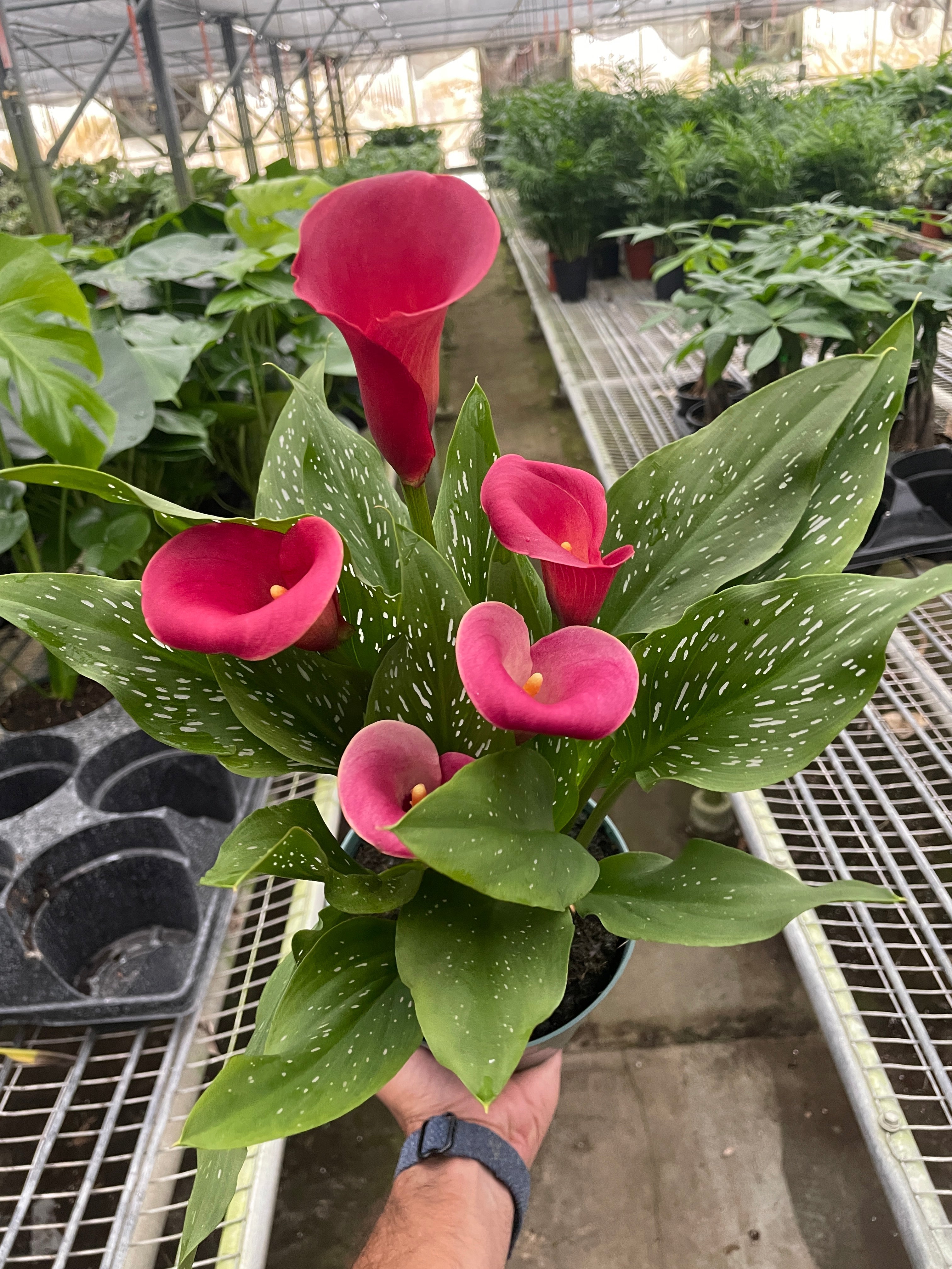 Cally Lily Flowers