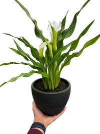 Calla Lily
