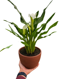 Calla Lily