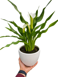 Calla Lily