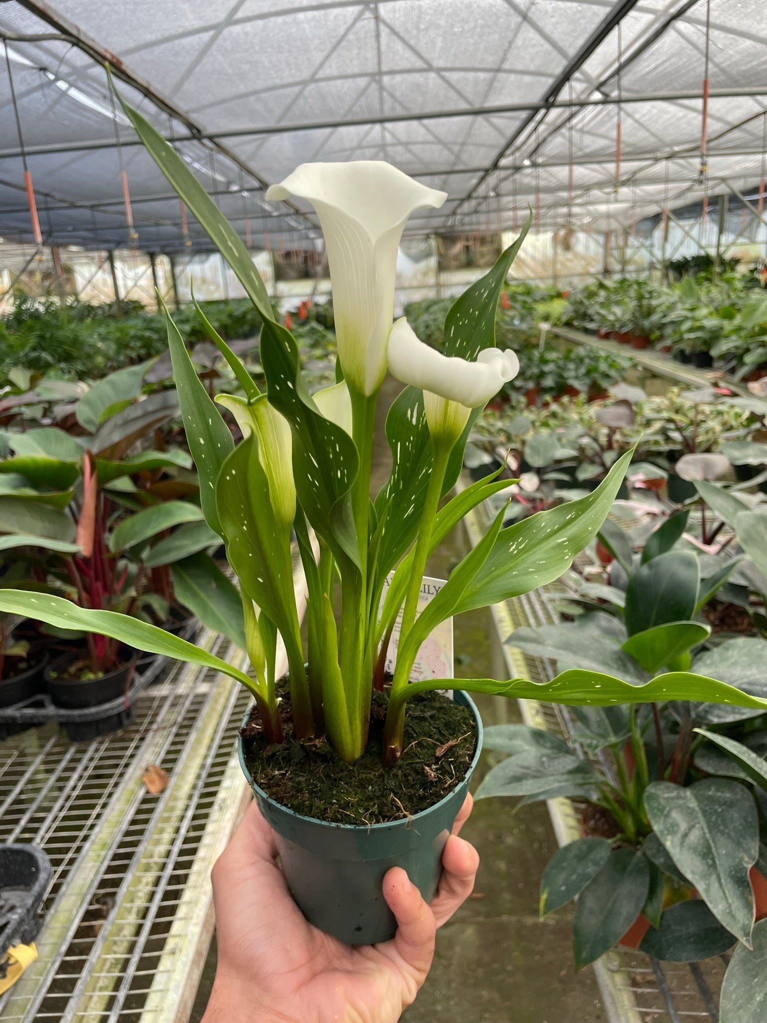 Cally Lily Flowers