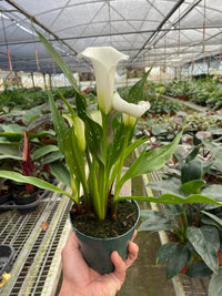 Cally Lily Flowers